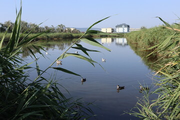 reeds on the lake