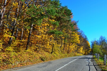 Obraz premium Golden autumn scene in a park, with falling leaves, the sun shining through the trees and blue sky
