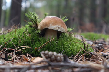 mushrooms in the forest