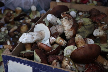 boletus