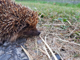 Closeup shot of a cute hedgehog sniffing a stone surface searching for a food