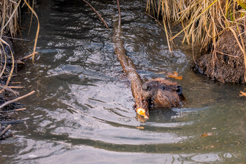 big beaver in a river outlet gnawing on a branch it chewed off of a tree along the bank and dragged over to the bank