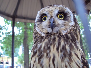 portrait of an owl