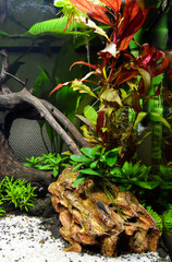Beautiful aquatic decor in an aquarium, with aquatic plants. This is aquascaping