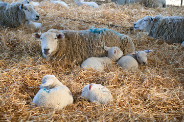 Lambs and Ewes at lambing time in a barn in springtime