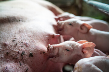 Naklejka premium Breeding pig rural farm dirty livestock