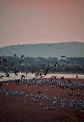 seagulls on the beach