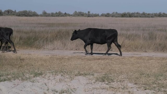 two black cows are walking along the steppe against the background of trees along a trampled path. sunny day, clear sky, slowmotion, 60fps, 4k