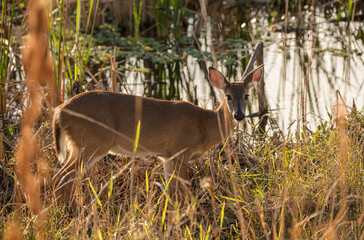 doe in a golden meadow at sunset