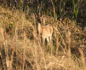doe in a golden meadow at sunset