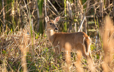 doe in a golden meadow at sunset