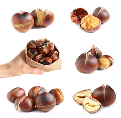 Collage with sweet roasted edible chestnuts isolated on white
