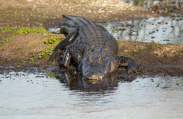 large American Alligator suns on the banks of the wetlands