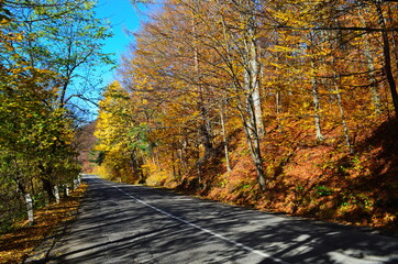 Obraz premium Golden autumn scene in a park, with falling leaves, the sun shining through the trees and blue sky