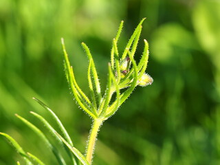 Corn Spurrey (Spergula arvensis)