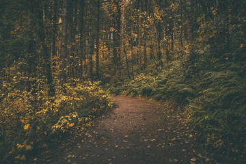 Hiking trail through magical autumn forest woodland