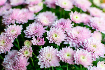 Obraz premium Many vivid pink Chrysanthemum x morifolium flowers in a garden in a sunny autumn day, beautiful colorful outdoor background photographed with soft focus.