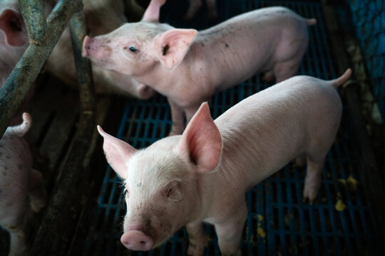 Breeding pig rural farm dirty livestock