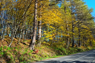 Golden autumn scene in a park, with falling leaves, the sun shining through the trees and blue sky