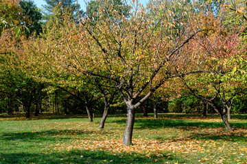 Naklejka premium Minimalist monochrome background with large red and orange leaves and small flowers of cherries trees in the Japanese Garden from Herastrau Park in Bucharest, Romania, in a sunny autumn day.