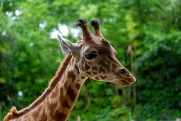 Girafe