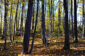 Golden autumn scene in a park, with falling leaves, the sun shining through the trees and blue sky