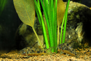 Corydoras fish in front of aquatic plants. This is a freshwater catfish and river fish.