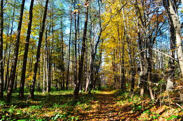 Obraz premium Golden autumn scene in a park, with falling leaves, the sun shining through the trees and blue sky
