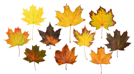 Naklejka na ściany i meble Set of autumn leaves on white background. Banner design