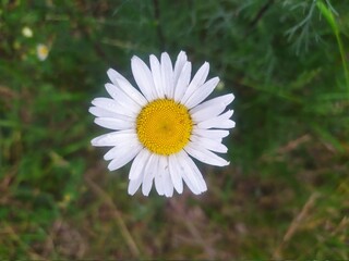 Obraz premium daisy flower
