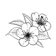 Hand drawn design elements sakura flowers collection.