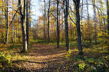 Fototapeta na wymiar Golden autumn scene in a park, with falling leaves, the sun shining through the trees and blue sky