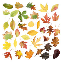 Set of different autumn leaves on white background