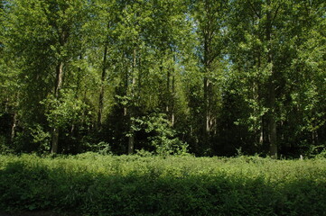 Fototapeta na wymiar Forest in northern France