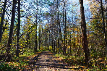 Golden autumn scene in a park, with falling leaves, the sun shining through the trees and blue sky