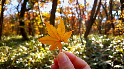 가을단풍, 단풍잎