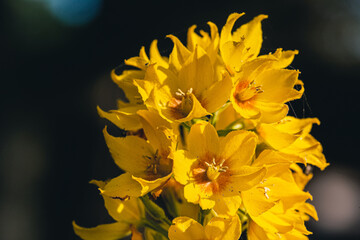 Close up of a yellow flower in the meadow
