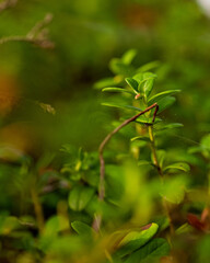 Selective focus shot of a spiderweb covering a blueberry bush