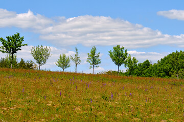 Fototapeta premium Landschaft im Naturschutzgebiet Mäusberg bei Karlstadt, Landkreis Main-Spessart, Unterfranken, Bayern, Deutschland