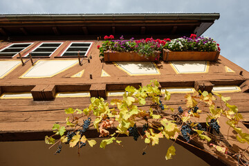 Vine and red grapes at a half-timbered house