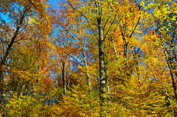 Golden autumn scene in a park, with falling leaves, the sun shining through the trees and blue sky