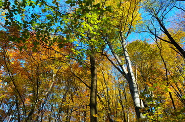 Golden autumn scene in a park, with falling leaves, the sun shining through the trees and blue sky