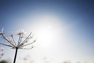 Plant covered with snow against the blue sky. Winter frost and ice crystals on grass. Selective focus and shallow depth of field.