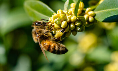 abeille macros 