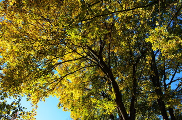 Golden autumn scene in a park, with falling leaves, the sun shining through the trees and blue sky