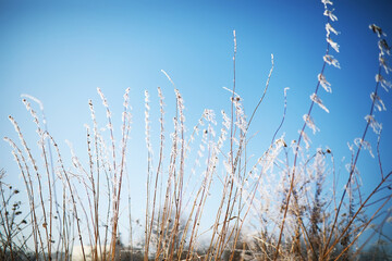 Plant covered with snow against the blue sky. Winter frost and ice crystals on grass. Selective focus and shallow depth of field.