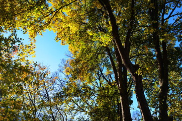 Golden autumn scene in a park, with falling leaves, the sun shining through the trees and blue sky