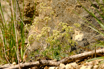 Blaugrüner Faserschirm, Trinia glauca