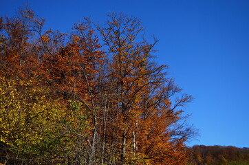 Golden autumn scene in a park, with falling leaves, the sun shining through the trees and blue sky