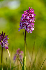 Purpur-Knabenkraut, Orchis purpurea